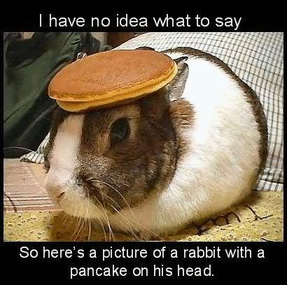Archived workplace meme: Bunny Pancake