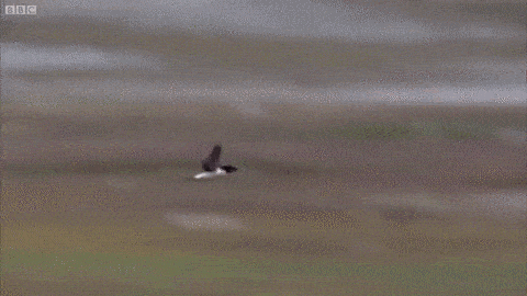 Archived workplace meme: Coming In For A Landing
