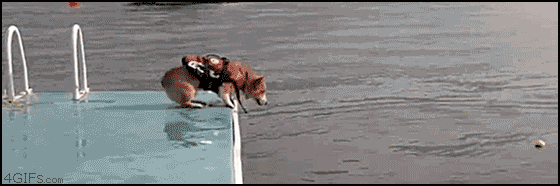 Archived workplace meme: Diving Dog