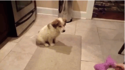 Archived workplace meme: Fallover Puppy