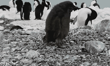 Archived workplace meme: Penguin Falls Down